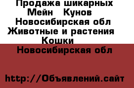 Продажа шикарных Мейн - Кунов. - Новосибирская обл. Животные и растения » Кошки   . Новосибирская обл.